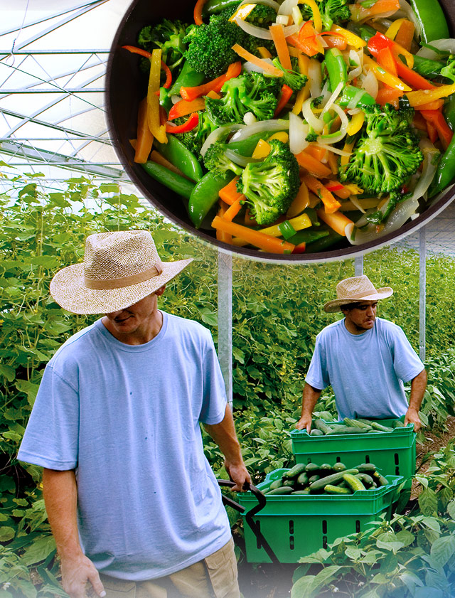 Farm to table: Serving organic meals