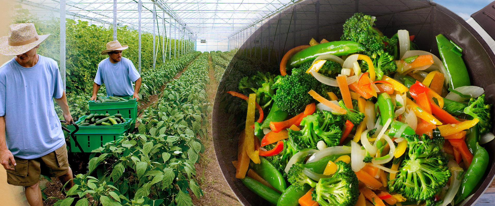 Farm to table: Serving organic meals