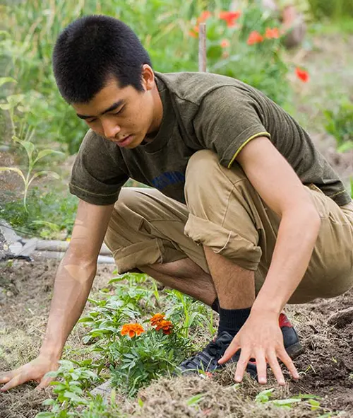 Person planting flowers in a garden