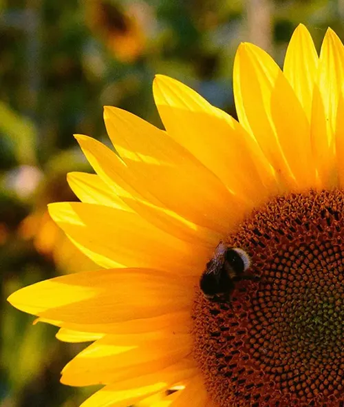 Sun flower with bumble bee